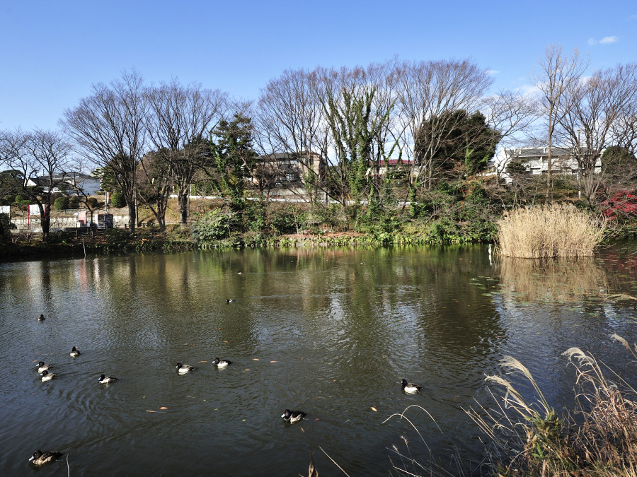 菊名池公園…約600ｍ